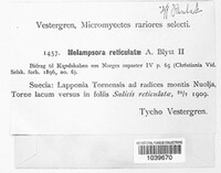 Melampsora epitea image